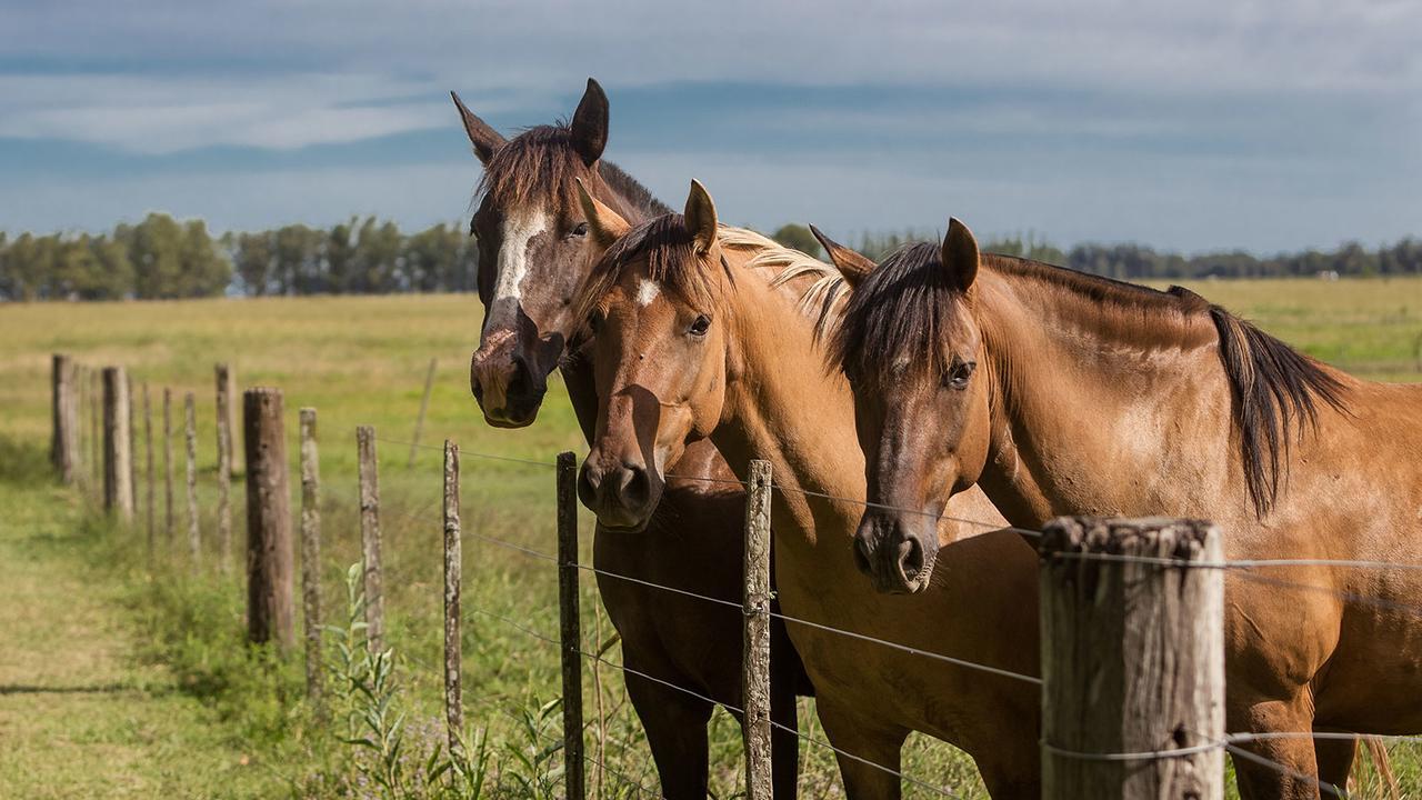 Estancia La Bandada San Miguel del Monte Kültér fotó
